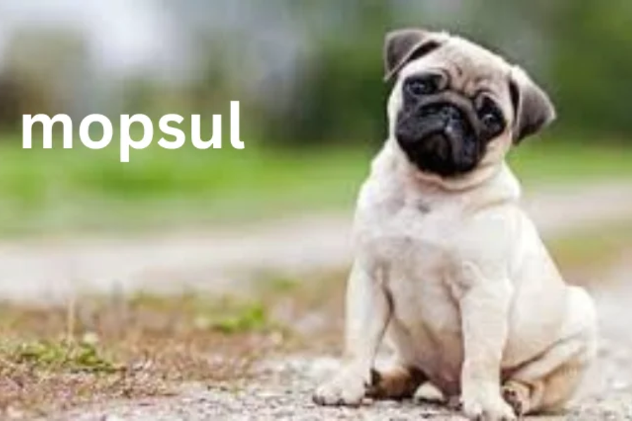 mopsul