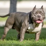 Bully Breeds