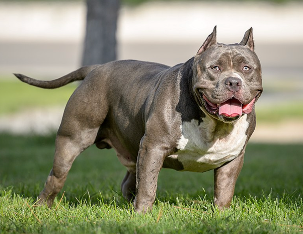 Bully Breeds