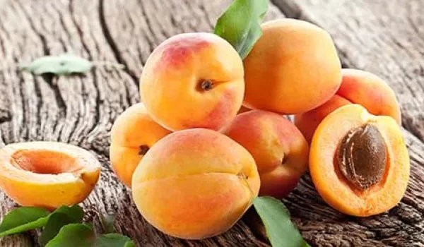 Apricot Seeds