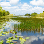 swampy area in the southern us nyt