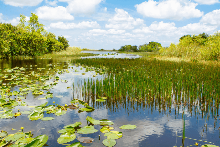 swampy area in the southern us nyt